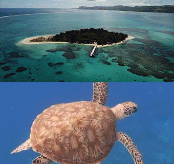 마나가하섬+거북이 호핑투어